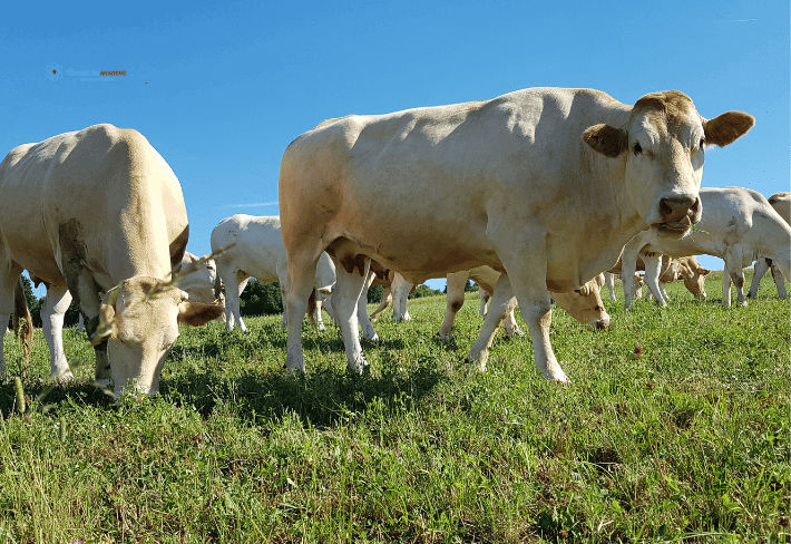 Besi Sığırcılığı Eğitimi